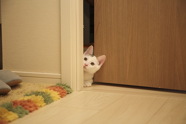 kočka ve dveřích